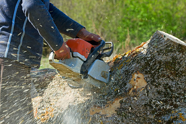 Why Choose Our Tree Removal Services in Holmes Beach, FL?